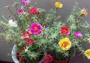 春天家里適合種什么花？春天適合種植什么花？