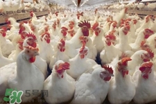 h7n9禽流感可以治愈嗎？禽流感能治好嗎？