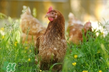 h7n9禽流感可以治愈嗎？禽流感能治好嗎？