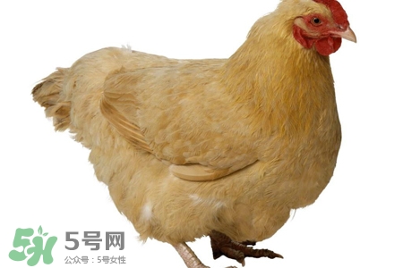h7n9禽流感可以治愈嗎？禽流感能治好嗎？