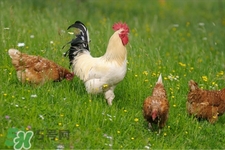 h7n9禽流感可以治愈嗎？禽流感能治好嗎？