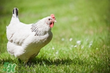h7n9禽流感可以治愈嗎？禽流感能治好嗎？