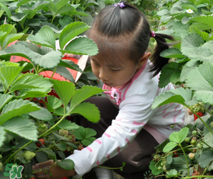 三亞哪里可以摘草莓？三亞摘草莓在哪里？