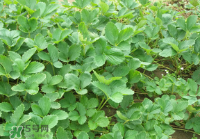 草莓苗幾月份種植？幾月份可以種草莓？