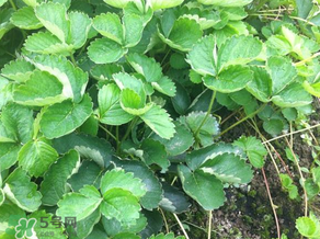 草莓苗幾月份種植？幾月份可以種草莓？