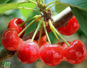 美早和大紅燈哪個好吃？美早和大紅燈的區(qū)別
