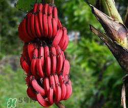 紅香蕉多少錢一斤？南洋紅香蕉多少錢一斤？