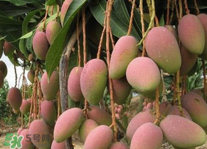 青芒果切開沒熟怎么辦？芒果沒熟切開了怎么辦？