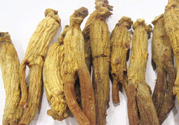 高麗參怎么吃效果最好？高麗參的正確吃法