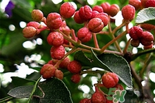 花椒可以泡水喝嗎？花椒泡水喝有什么作用？