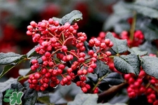 花椒水治腳氣管用嗎？花椒水泡腳可以治腳氣嗎？