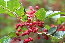 花椒水能治痔瘡嗎？花椒水治痔瘡有效果嗎？