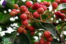 花椒水能治痔瘡嗎？花椒水治痔瘡有效果嗎？