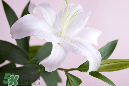 春天開的花有哪些？春天都開什么花？