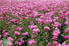 春天開的花有哪些？春天都開什么花？