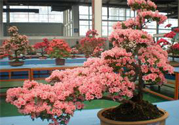 春天開的花有哪些？春天都開什么花？