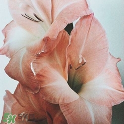 煙熏玫瑰色口紅哪個牌子好？煙熏玫瑰色口紅推薦