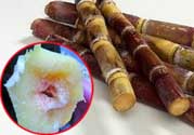 甘蔗發(fā)霉能吃嗎？吃了發(fā)霉的甘蔗怎么辦？