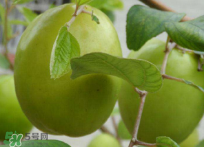 懷孕初期能吃青棗嗎？懷孕初期吃青棗好嗎？