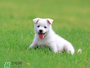 狗狗可以吃青棗嗎？狗狗能不能吃青棗？