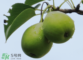吃青棗可以減肥嗎？減肥可以吃青棗嗎？