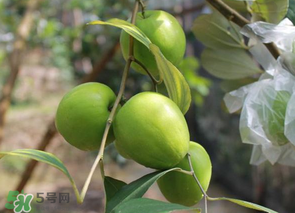 一斤青棗的熱量是多少？吃一斤青棗會(huì)胖嗎？