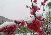 春天下雪意味著什么？春天為什么會下雪？