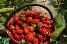 怎樣去除草莓的農(nóng)藥？怎樣洗草莓的殘留農(nóng)藥？