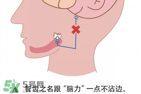 智齒會一直長嗎？智齒會停止生長嗎？