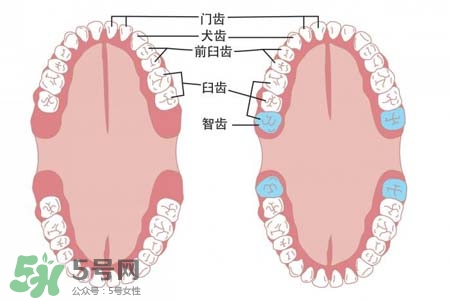 智齒能用舌頭舔嗎？喜歡舔智齒怎么辦？