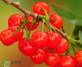 櫻桃多少錢(qián)一斤？櫻桃多少錢(qián)一斤2017？