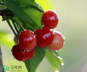 櫻桃多少錢(qián)一斤？櫻桃多少錢(qián)一斤2017？