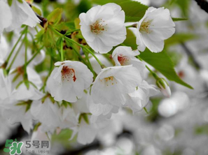 2017年武大櫻花什么時候開？2017年武大櫻花最佳觀賞時間