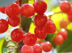 櫻桃批發(fā)價(jià)多少錢一斤？2017櫻桃批發(fā)價(jià)多少？