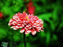 3月份開什么花？3月份開的花有哪些？
