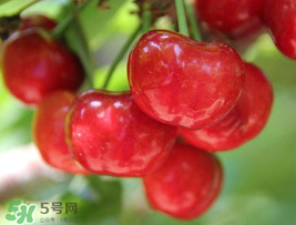櫻桃為什么這樣紅？櫻桃為什么是紅色？