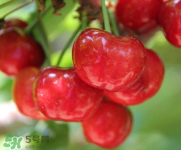 櫻桃為什么有一股藥味？櫻桃有藥味怎么辦？