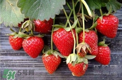 吃草莓大便會(huì)變紅嗎？吃草莓大便變紅是怎么回事？