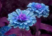 3月份開什么花？3月份開的花有哪些？