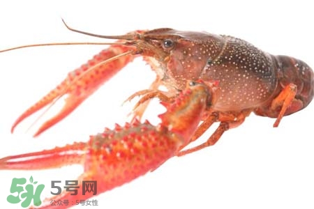 蝦黃是蝦的什么部位？小龍蝦里面的黃是什么？