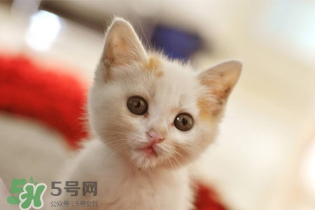 禽流感可以養(yǎng)貓嗎？禽流感期間能養(yǎng)貓嗎？