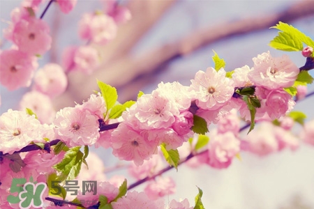 櫻花一般什么時候開？櫻花一般幾月份開？