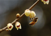 驚蟄是什么意思？驚蜇是什么節(jié)氣？