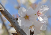 櫻花的花語是什么？櫻花代表什么意思？