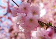 櫻花一般什么時(shí)候開(kāi)？櫻花一般幾月份開(kāi)？