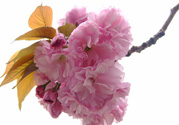 櫻花一般開(kāi)多久？櫻花一般持續(xù)多久？