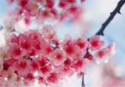 3月份有櫻花嗎？三月份櫻花都開(kāi)了嗎？