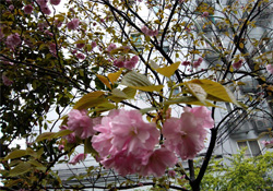 4月份適合種什么花？四月份種什么花好？