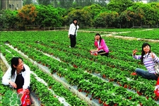 4月份可以摘草莓嗎？四月份有草莓可以摘嗎？