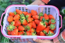 什么天氣摘草莓比較好？天氣多少度摘草莓最好？